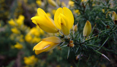Photo "Gorse (3290476807)" by xlibber - GorseUploaded by russavia. Licensed under CC BY 2.0 via Wikimedia Commons.