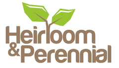 Pisum Sativum, Garden Pea - Style (pea shoots)