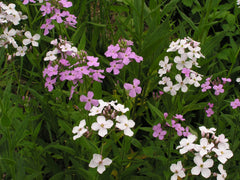 "Hesperis matronalis variation 001" by User:SB_Johnny - Own work. Licensed under CC BY-SA 3.0 via Wikimedia Commons