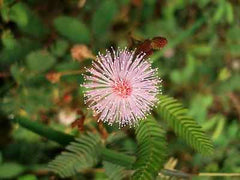 Mimosa Pudica, sensitive form