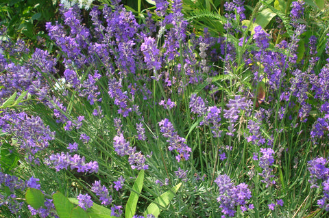 Lavandula Angustifolia, English Lavender - Vera