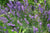 "Lavandula angustifolia 01" by Sanja565658 - Own work. Licensed under CC BY-SA 3.0 via Wikimedia Commons.