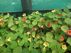 "Nasturtium from lalbagh 2108" by Rameshng - Own work. Licensed under CC BY-SA 3.0 via Wikimedia Commons.