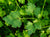 Petroselinum Crispum, Parsley - Plain Leaved or French