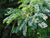 Photo "Prosopis Juliflora of thirunelveli"" by Thamizhpparithi Maari - Own work. Licensed under CC BY-SA 3.0 via Wikimedia Commons.