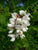 Robinia pseudoacacia, Black Locust, False Acacia