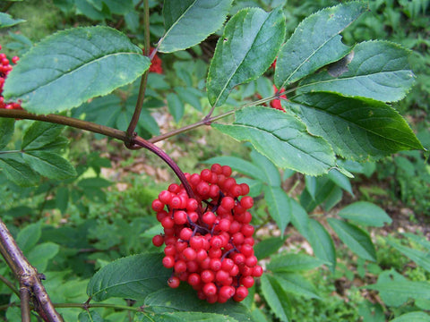 Sambucus racemosa, Red Berry Elder