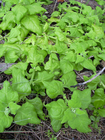 Tetragonia tetragonoides, New Zealand Spinach