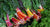 "Swiss Chard Rainbow" by Alex from Ithaca, NY - Swiss Chard Rainbow. Licensed under CC BY 2.0 via Wikimedia Commons - https://commons.wikimedia.org/wiki/File:Swiss_Chard_Rainbow.jpg#/media/File:Swiss_Chard_Rainbow.jpg