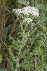 Achillea Millefolium, Yarrow