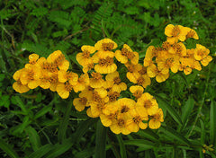 Photo "Tagetes lucida, the Sweetscented Marigold (9468459349)" by Dick Culbert from Gibsons, B.C., Canada - Tagetes lucida, the Sweetscented Marigold. Licensed under CC BY 2.0 via Wikimedia Commons.
