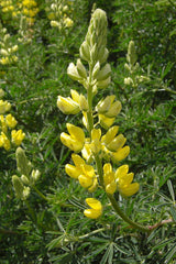 Photo "Tree Lupine (3436176737)" by Jason Hollinger - Tree LupineUploaded by Amada44. Licensed under CC BY 2.0 via Wikimedia Commons.