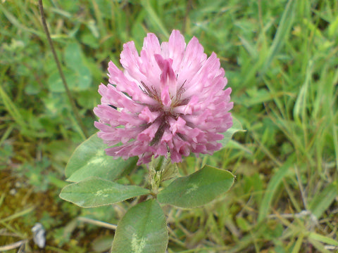 Trifolium pratense, Red Clover - Essex Broad