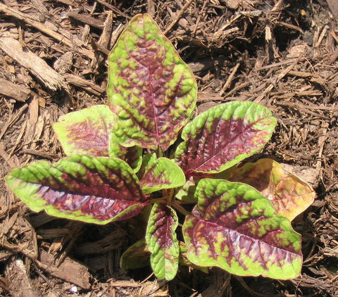Amaranthus Tricolor, Chinese Spinach, Amaranth, Calaloo - Passion