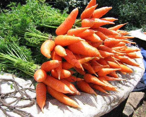 Daucus carota ssp Sativa, Carrot - Chantenay 2 Red Cored
