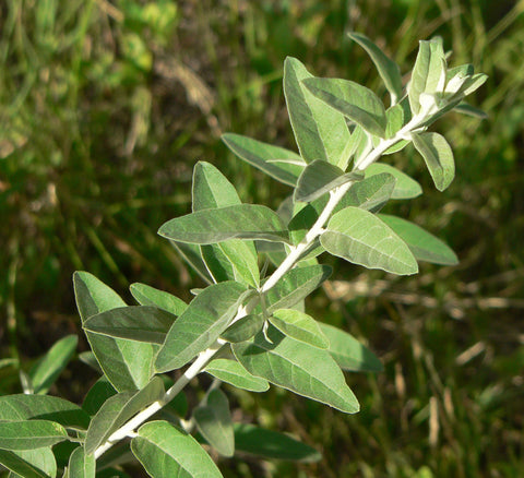 Elaeagnus angustifolia, Oleaster, Russian Olive