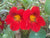 "Brassicales - Tropaeolum majus - 20120824" by Emőke Dénes - kindly granted by the author. Licensed under CC BY-SA 2.5 via Wikimedia Commons.
