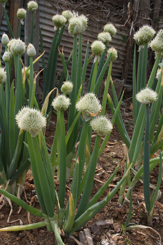 3 Perennial Alliums Collection: Welsh Bunching Onion, Garlic Chives & Chives