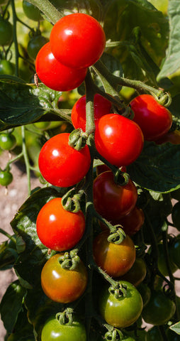 Lycopersicon esculentum, Tomato - Gardeners Delight, Cherry
