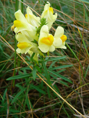 Linaria vulgaris, Yellow Toadflax