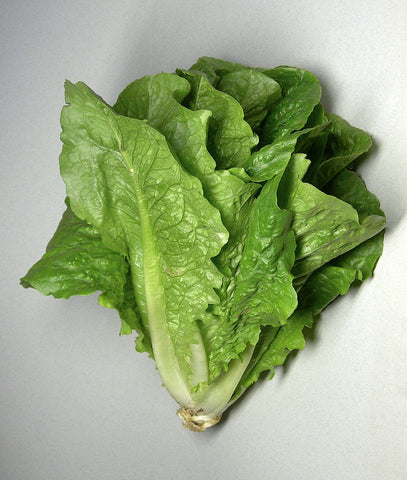Lactuca sativa, Lettuce - Little Gem