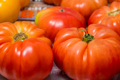 Lycopersicon esculentum, Tomato - Super Marmande