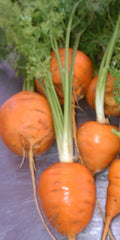 Daucus carota, Carrot - Paris Market Atlas