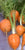Daucus carota, Carrot - Paris Market Atlas
