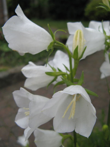 Campanula Persicifolia alba, Harebell, Peach Leaved Bellflower - White