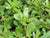 Portulaca oleracea v sativa, Golden Purslane 'Green'