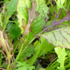 Oriental Salad Leaf Mix
