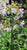 Saponaria officinalis, Soapwort