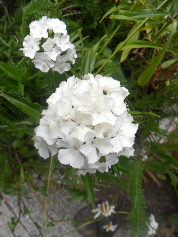 Dianthus Barbatus, Sweet William - Standard Albus / White