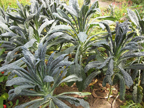 Brassica Oleracea, Kale / Borecole -  Nero di Toscana