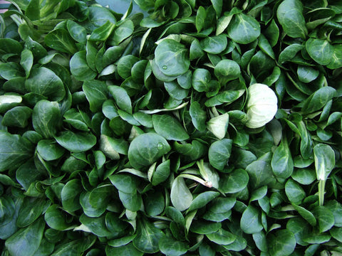 Valerianella locusta, Corn Salad, Lambs Lettuce - Verte de Cambrai