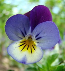 Viola tricolor, Heartsease, Wild Pansy