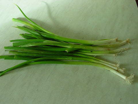 Allium cepa, Onion - Spring Salad - White Lisbon